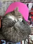 Търсим добри нови стопани за тези две котенца.Те са майка и дъщеря и  двете са супер игриви, снимка 5