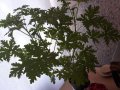 Индрише , снимка 1 - Стайни растения - 41579115