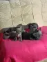 Френски булдог от топ родители , снимка 12