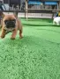 Френски булдог .. , снимка 6
