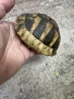 Костенурка черупка , снимка 12