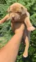 Американско Були Хл/American Bully XL , снимка 1