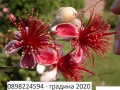 Фейхоа, Ананасова Гуава -Йодно дърво, снимка 1