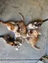 Продавам сибирски котенца , снимка 14