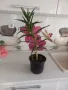 Алое,фикус,замиокулкас, драцена и др, снимка 1