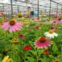 Ехинацея, студоустойчива, различни цветове, снимка 1 - Градински цветя и растения - 41461890
