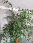 Бенджамин Фикус 150 см., снимка 3