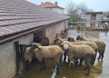 Селскостопански животни , снимка 5