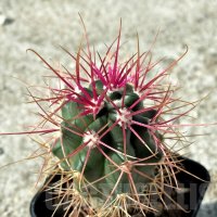 Ferocactus gracilis -Punta Prieta, Baja California, Mexico, снимка 3 - Стайни растения - 41823743