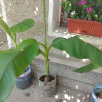 Бананови палми, снимка 3 - Градински цветя и растения - 41512038