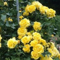 Продавам 10 цвята рози катерливи резници общо за 10 лева, снимка 2 - Градински цветя и растения - 42478846