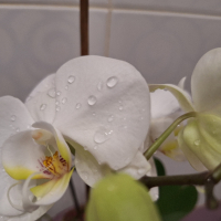 Орхидея , снимка 2 - Стайни растения - 44657653