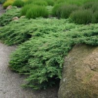 Juniperus Green Carpet, Хвойна Зелен Килим!!!, снимка 4 - Градински цветя и растения - 39478963