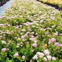 Спирея Малката Принцеса, Spiraea Japonica Little Princess, снимка 4 - Градински цветя и растения - 41045005