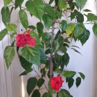 Китайска  роза, снимка 2 - Стайни растения - 44323008