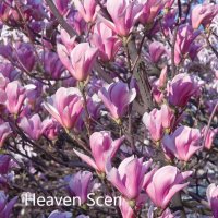 Магнолия - Magnolia НАЛИЧНИ 24 ВИДА Студоустoйчиви, снимка 11 - Градински цветя и растения - 28046229