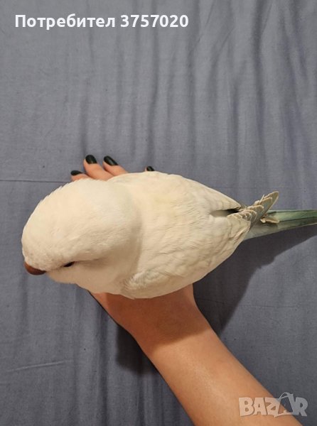 Ръчно хранени папагалчета Монах , снимка 1