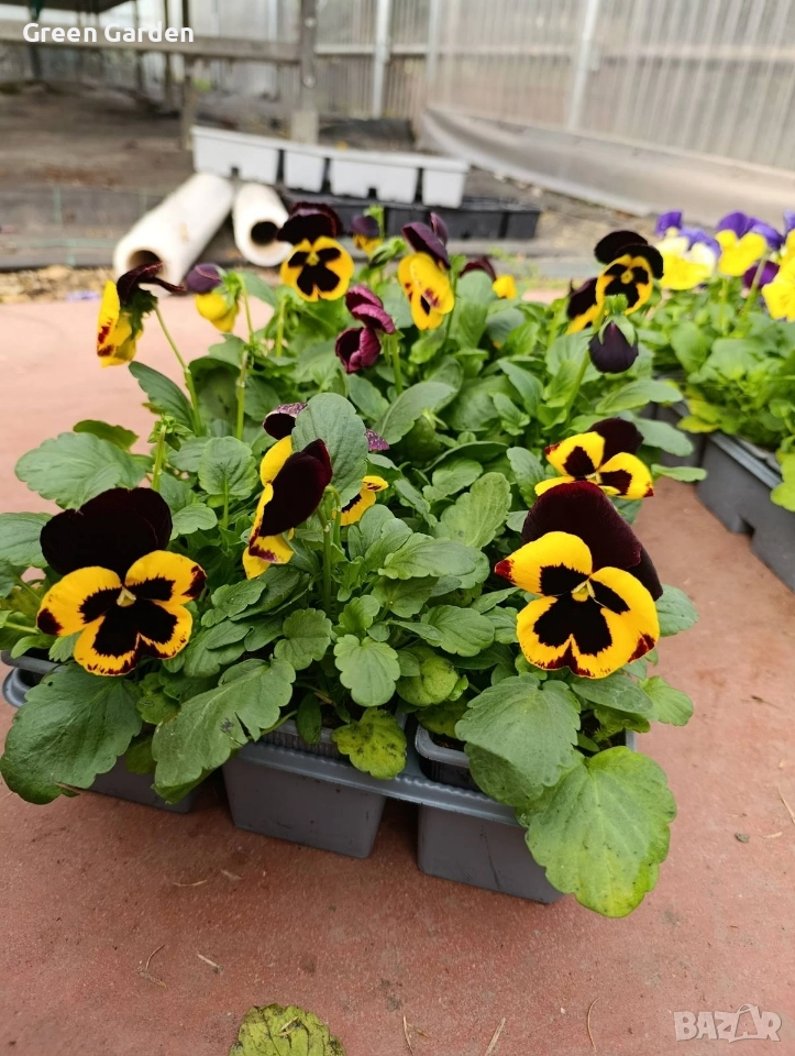 Теменужка Едроцветна, снимка 1