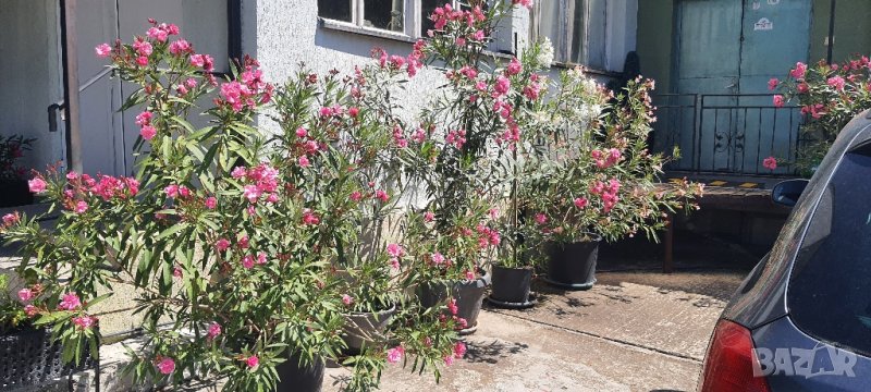 зокуми високи до 2,50метра над 10 годишни с много разклонения, снимка 1