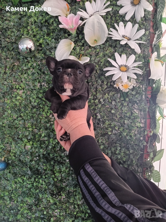 Френски булдог , снимка 1