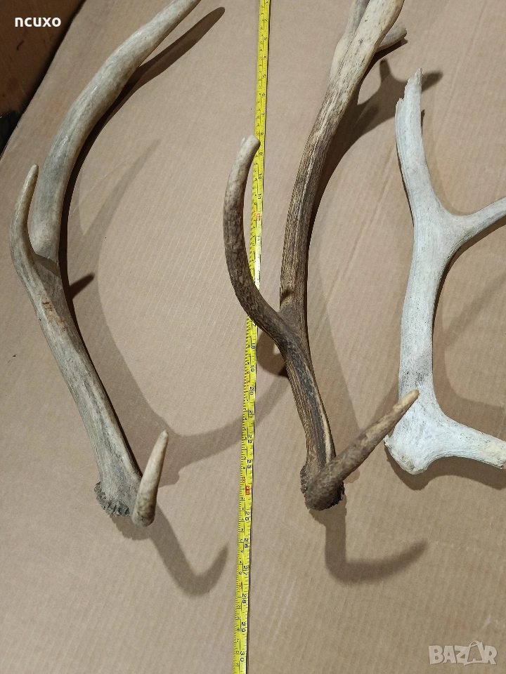 Рога от елен, снимка 1