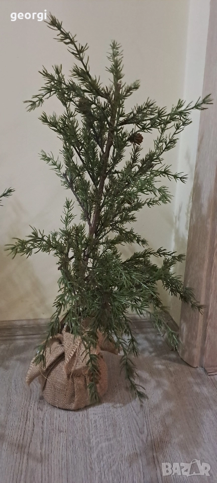 декоративни дръвчета, снимка 1