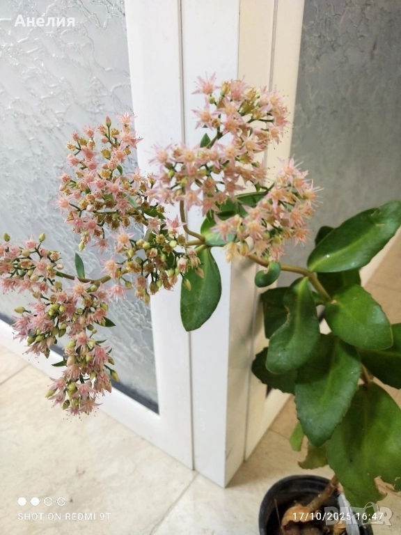 Зимен жасмин и Седум Матрона , снимка 1