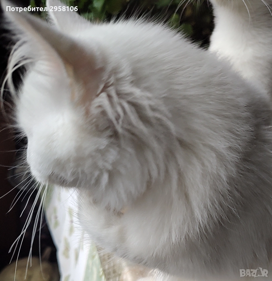 персийска чинчила, снежно бяла, 5 мес., снимка 1