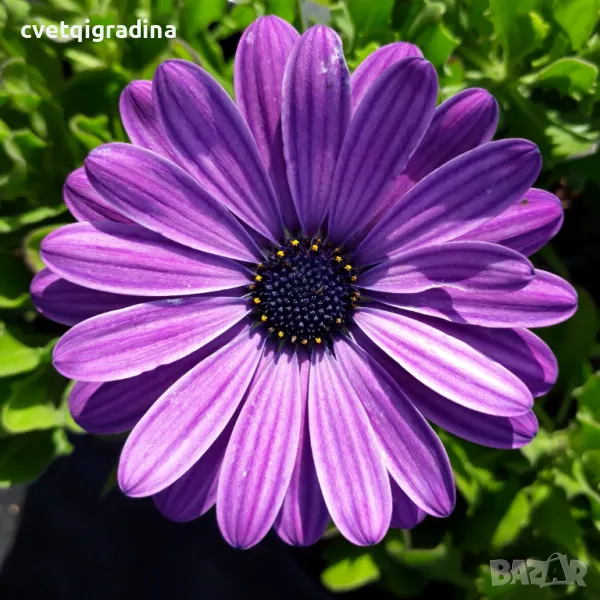 Osteospermum ‘Power Blue’(Остеоспермум Силно синьо), снимка 1