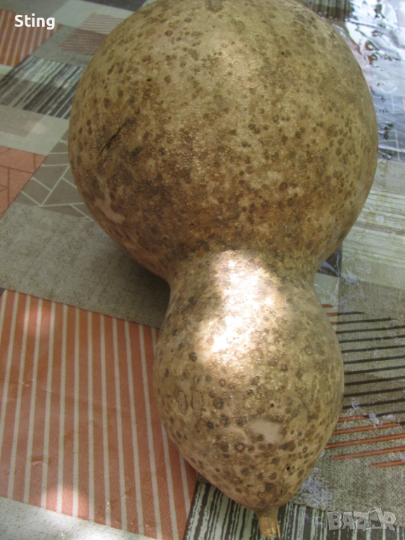 Тиква Кратуна узряла, суха ,твърда пълна със Семена , може за колекция, снимка 1