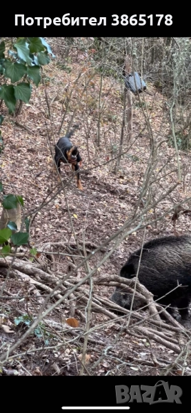 Продавам ловни кучета и пушки, снимка 1