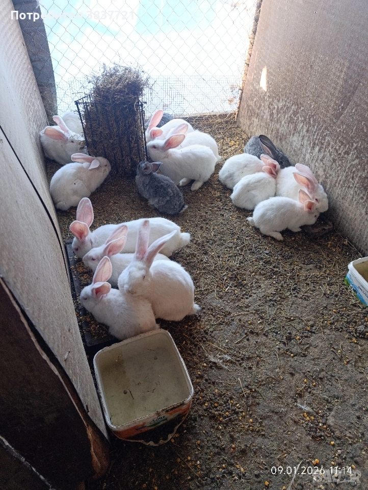 зайци порода бял великан , снимка 1