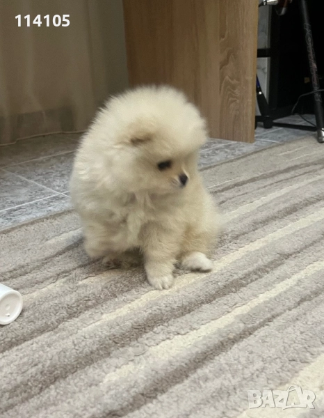 Померан , снимка 1