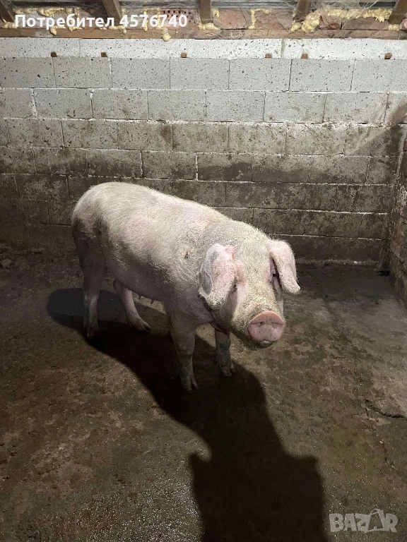 Прасе 100-120 кг, снимка 1