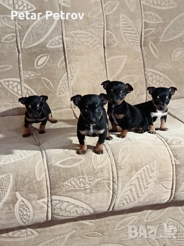 Пинчер мини , снимка 15 - Пинчер - 52934252