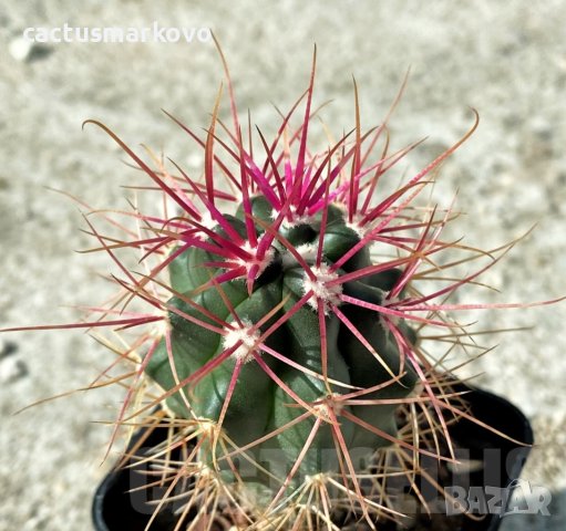 Ferocactus gracilis -Punta Prieta, Baja California, Mexico, снимка 3 - Стайни растения - 41823743
