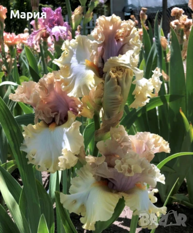 Сортови вискоки ириси /брадати ириси/обикновенни ириси, снимка 5 - Градински цветя и растения - 50578301