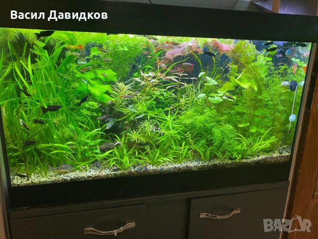 Живородни рибки , снимка 12 - Рибки - 44500989