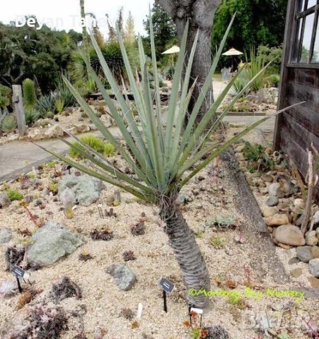 Палми Юка, 2 лв/бр., снимка 2 - Разсади - 52723870