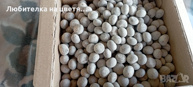 семе от палма Брахея Армата 2 евро за брой, снимка 2 - Градински цветя и растения - 53141032