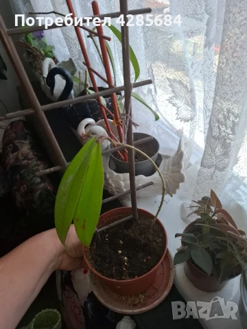 хоя пубикалукс /пепел от рози тъмна /, снимка 15 - Стайни растения - 50045816