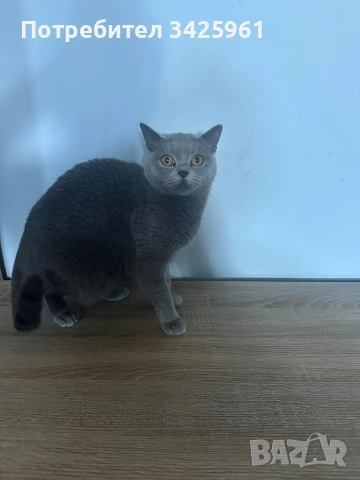 Британска късокосместа, снимка 3 - Търси партньор - 53570384