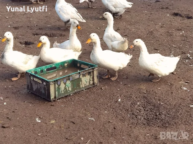 Пекински патици