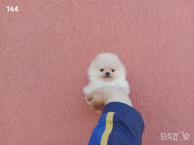 Миниатюрни мини миньони! Померани. Реални снимки! , снимка 6 - Померан - 52716338