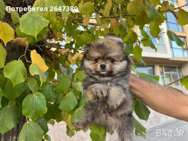 Померанчета, снимка 2 - Померан - 42662808