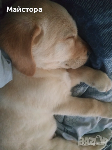 Лабрадор Ретривър 