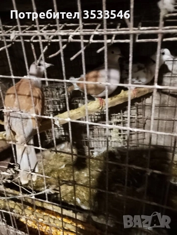 Катунски кокошки,зайчета,патички, снимка 4 - други­ - 53390389