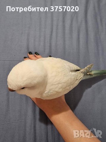 Ръчно хранени папагалчета Монах , снимка 1