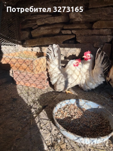 Кокошки Шабо 