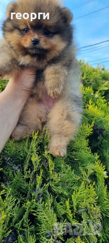 Померан померанче, снимка 7 - Померан - 41146198